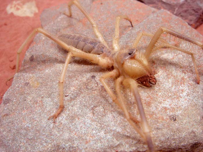 Galeodes granti3 p.jpg