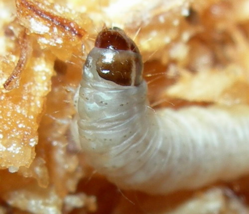 Galleria mellonella.jpg