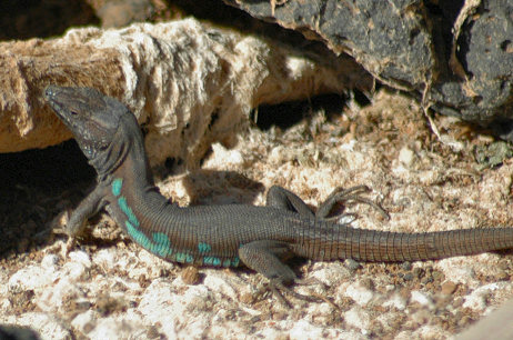 gallotia atlantica-lanzarote.jpg