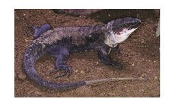 gallotia simonyi braboana-la gomera.jpg