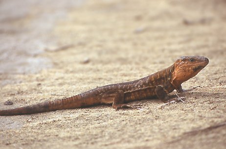 gallotia sthelini-grancanaria.jpg1.jpg