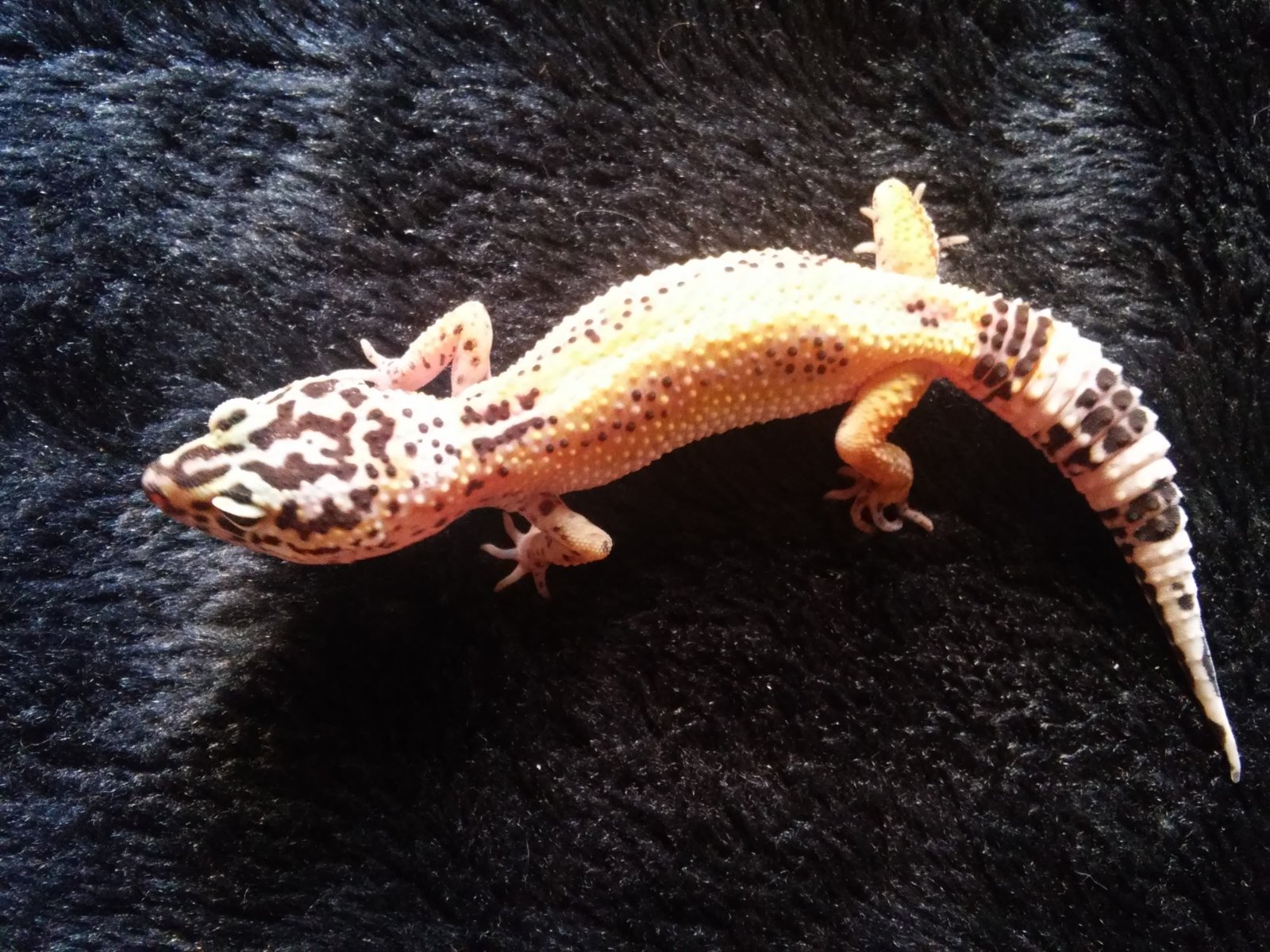 gecka1