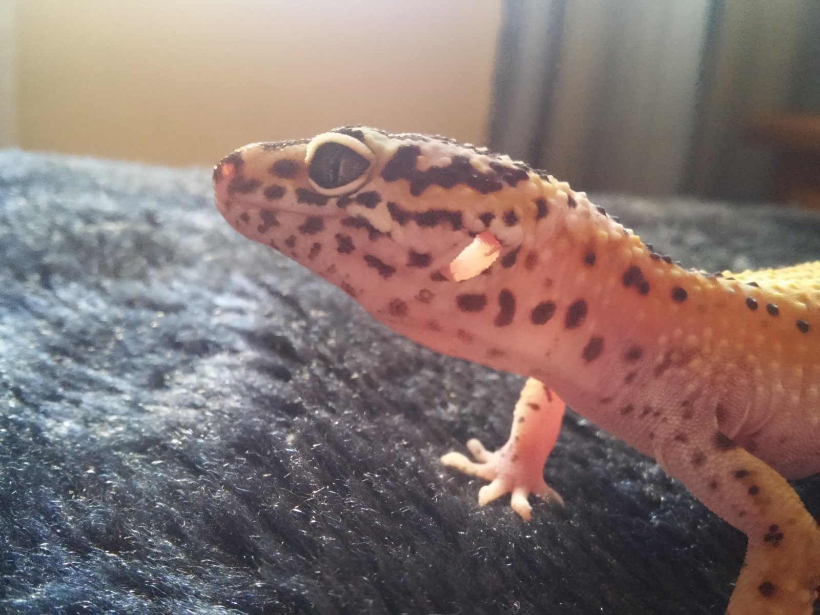 gecka2