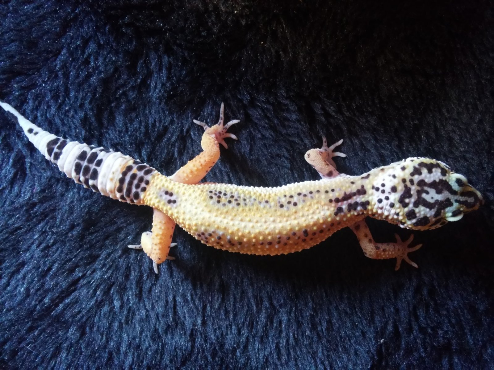 gecka4