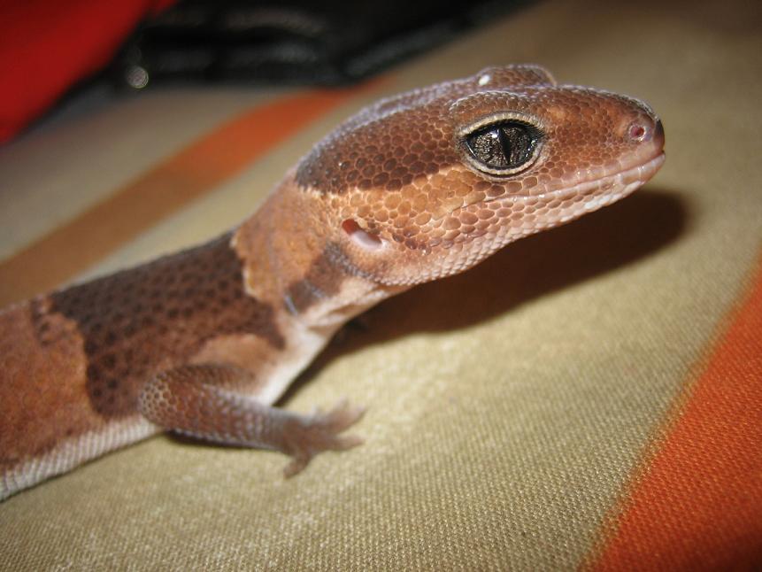 gecko 004.jpg