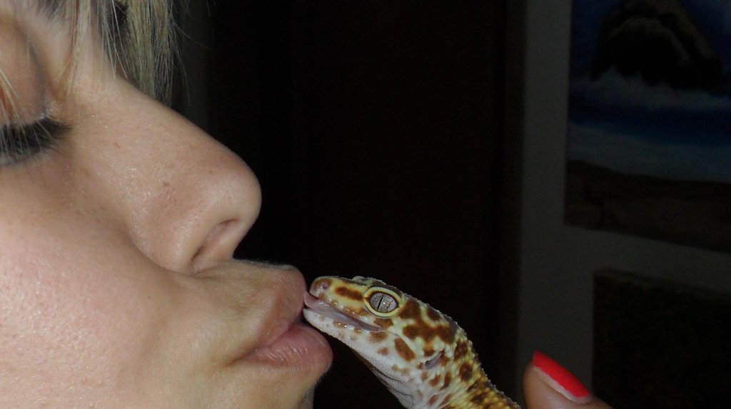 gecko amoroso
