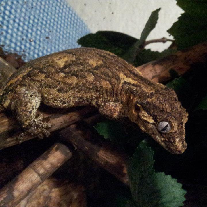 Gecko Gargola