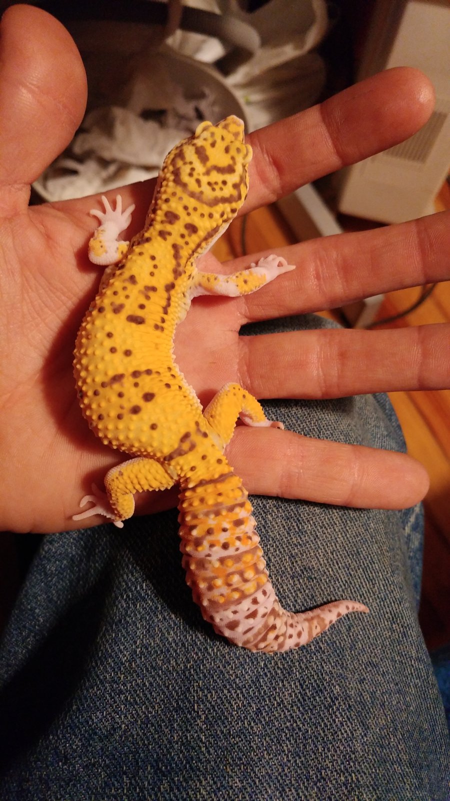 Gecko