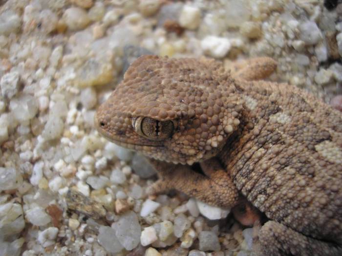 Geckonia primer plano.jpg