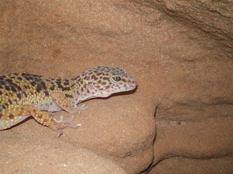 Geckos abril 019 (Medium).jpg