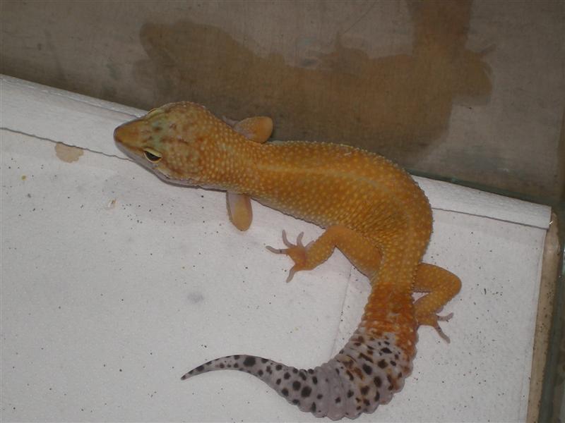 Geckos abril 021 (Medium).jpg