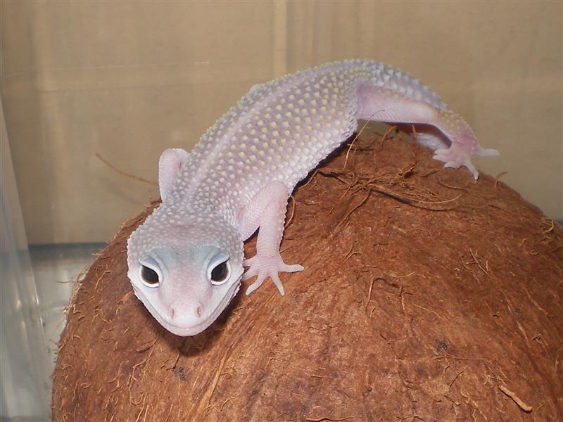 Geckos abril 026 (Medium).jpg