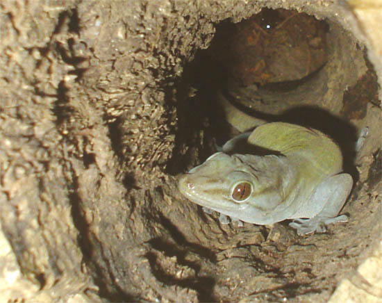 Gekko en tronco 2.jpg