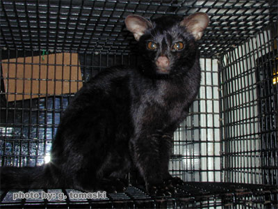 genet_melanistic.jpg