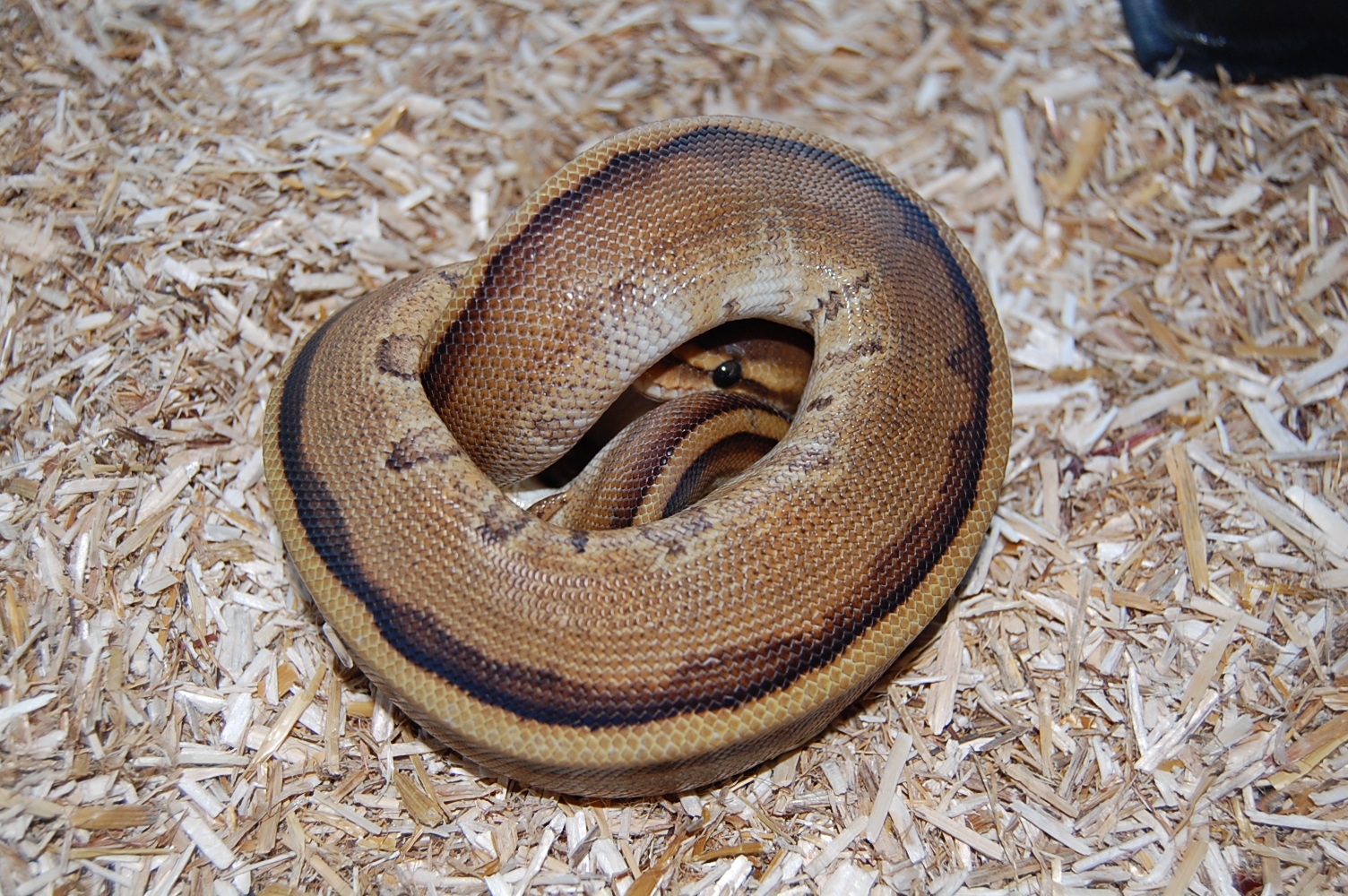 genetic striped hembra.JPG