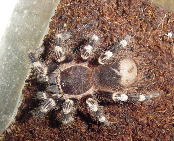 geniculata.JPG