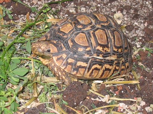 Geochelone pardalis.jpg