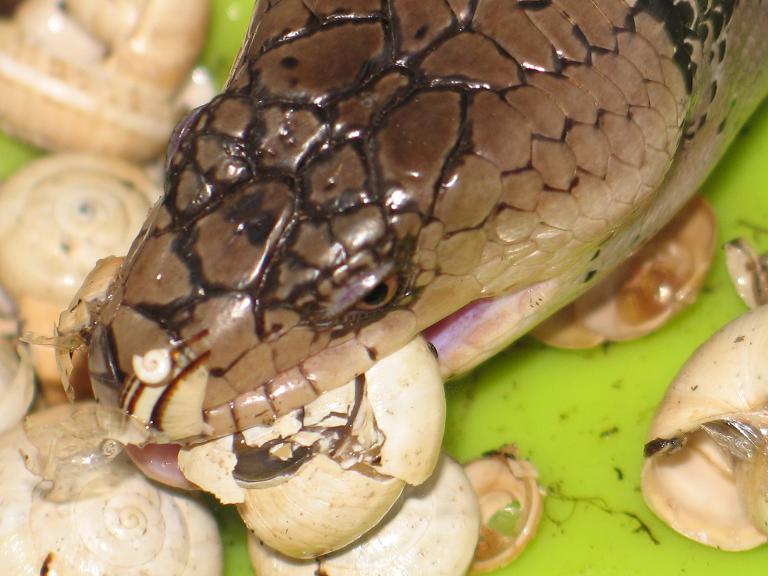 gerradii reduc 2.JPG