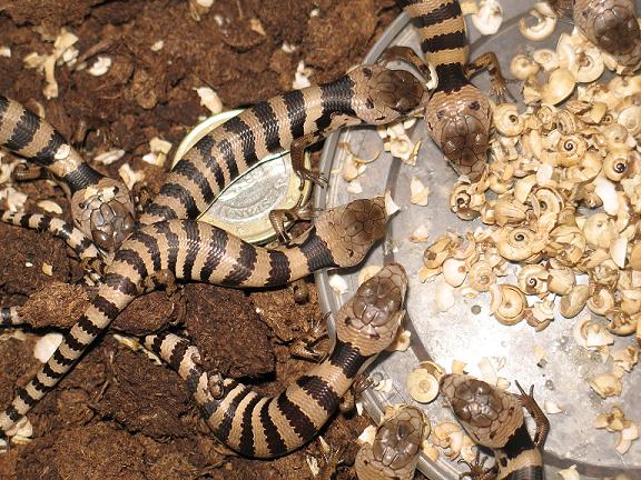 gerrardii reducida 2.jpg