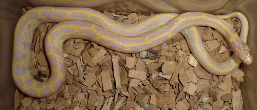 getulus albina (1).jpg