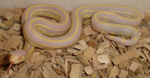 getulus albina (2).jpg