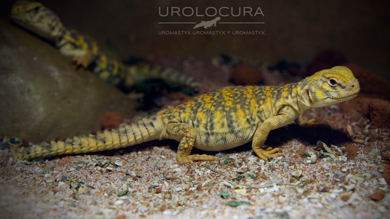 geyri amarillo 2014 12