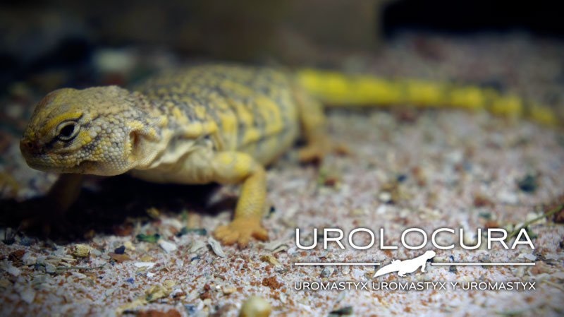 geyri amarillo 2014 13