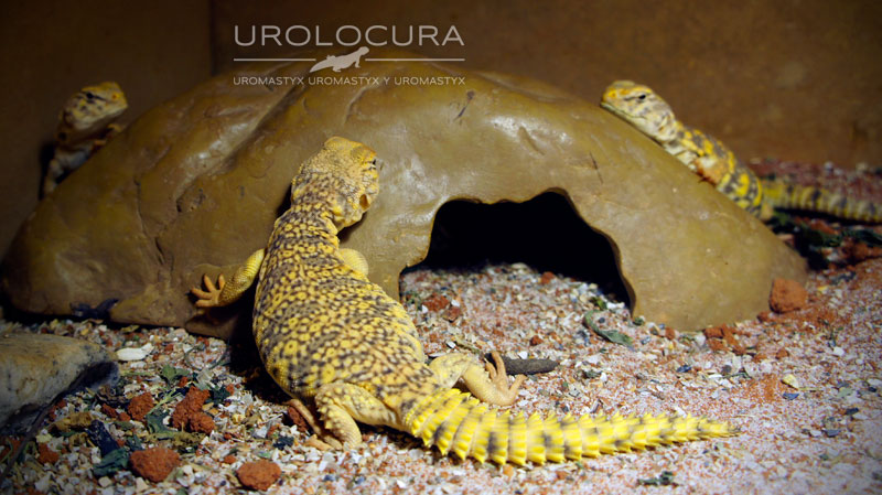 geyri amarillo 2014 15