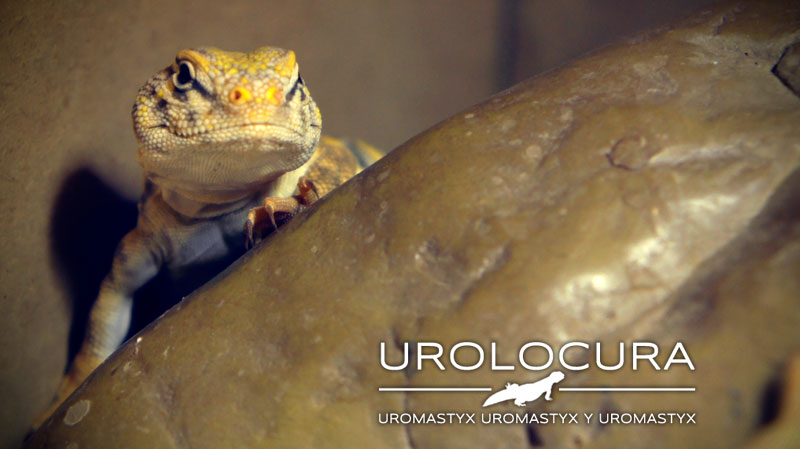 geyri amarillo 2014 16