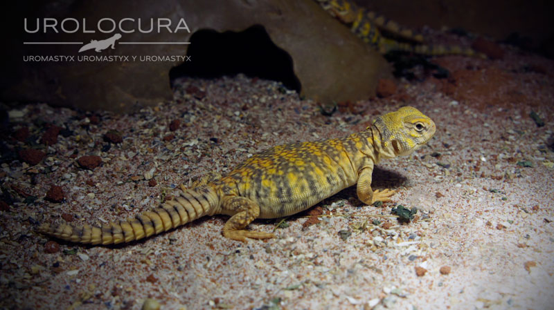 geyri amarillo 2014 17