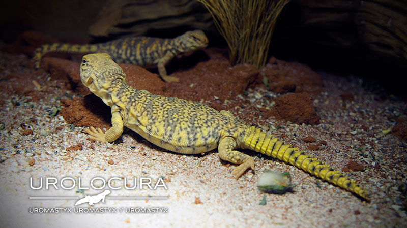 geyri amarillo 2014 18