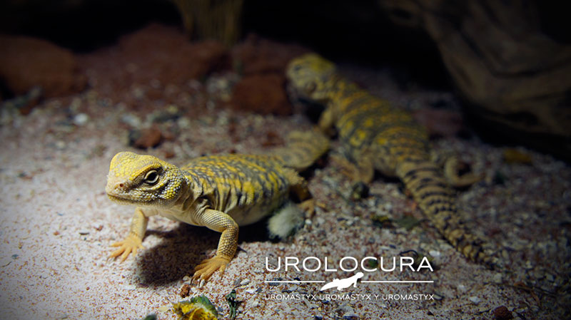 geyri amarillo 2014 19