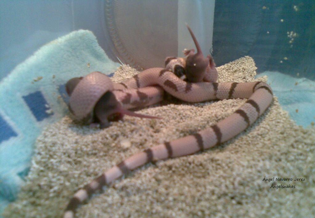 ghost con 2 ratones.jpg