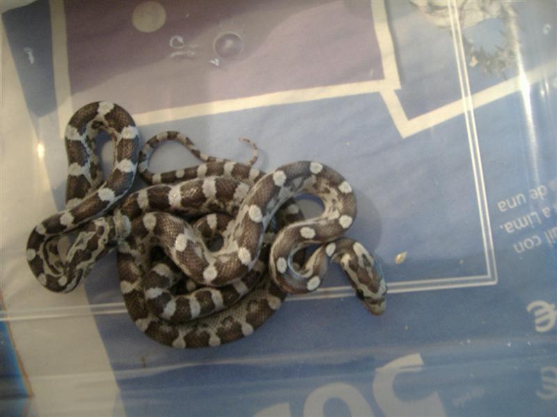 ghost + ghost motley (Medium).JPG