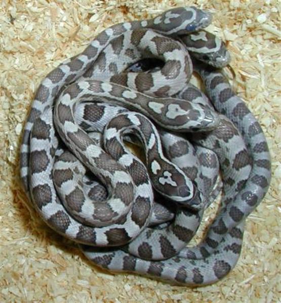 ghost002kornnatterlexikon.de (Medium).jpg