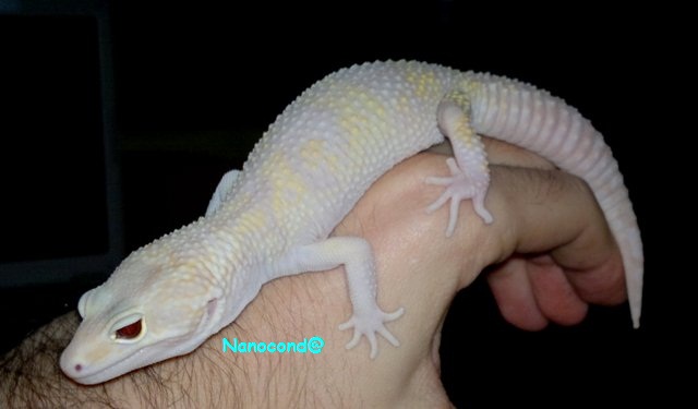 Giant Snow Raptor 18DIC_2.jpg