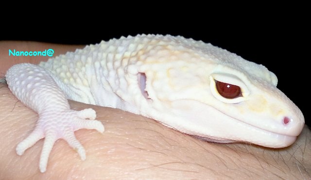 Giant Snow Raptor_Ojo.jpg