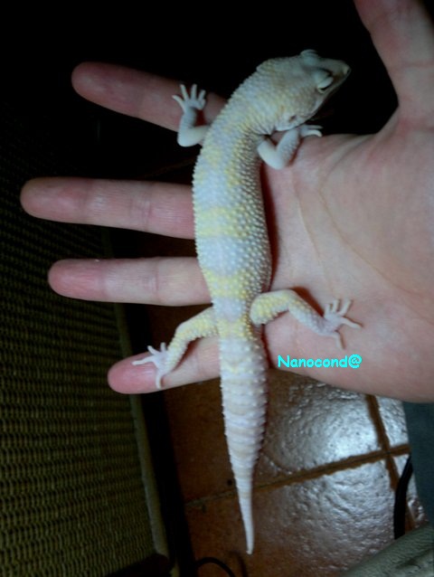 Giant SnRp 18DIC.jpg