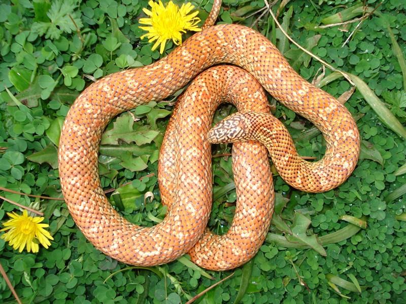 Golden Peanut Butter brooksi