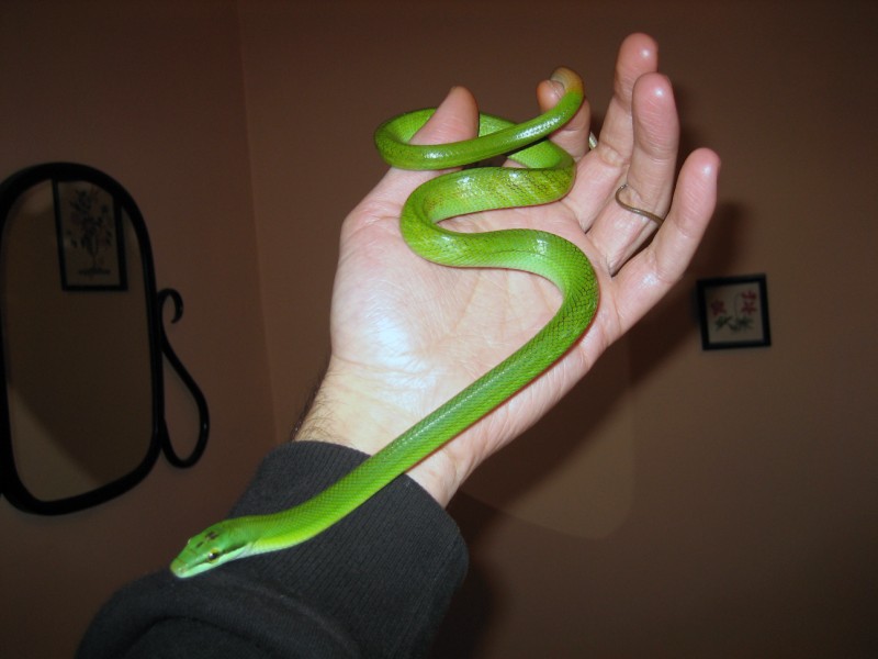 gony 002 [800x600].JPG