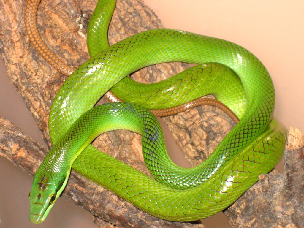 gony junio 001 [1024x768].JPG