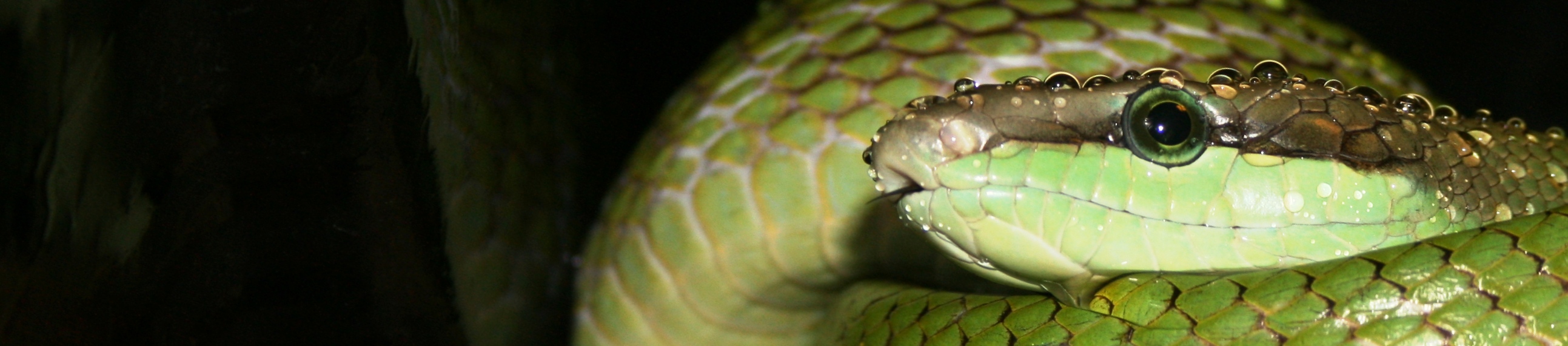 gonyo gualpeiper.jpg