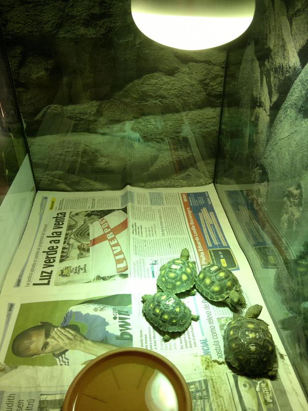 Gopherus berlandieri.JPG