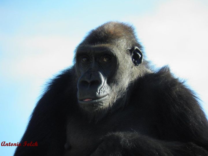 Gorila hembra