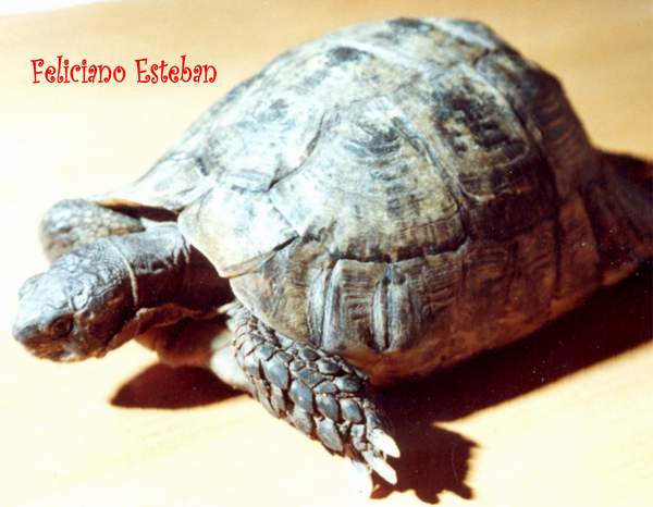 graeca (Hembra)1.jpg