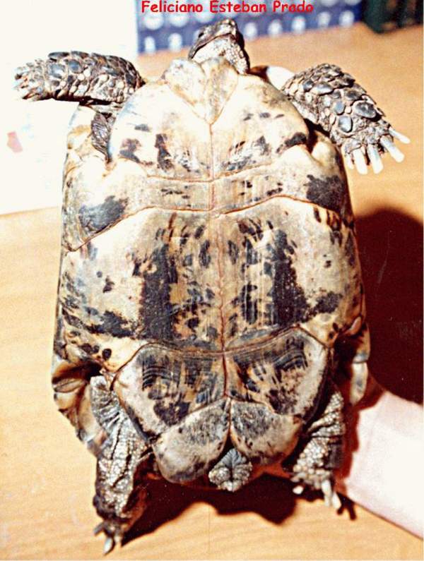 graeca (Hembra)2.jpg