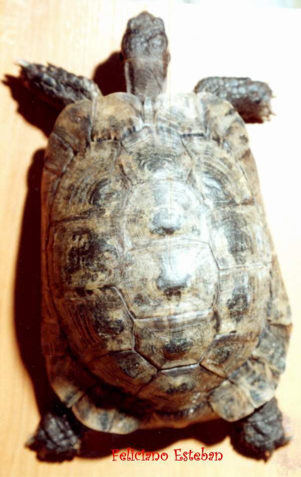 graeca (Hembra)3.jpg