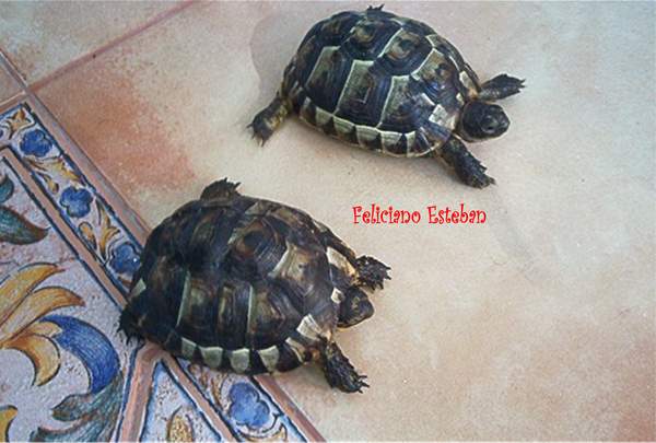 graeca pareja juvenil.jpg