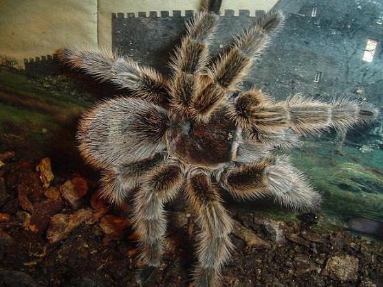 Grammostola Cala.JPG