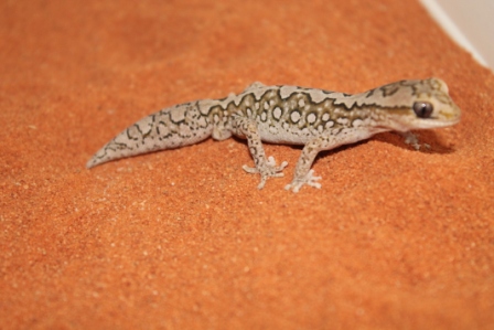 Granariensis Granariensis (1).JPG